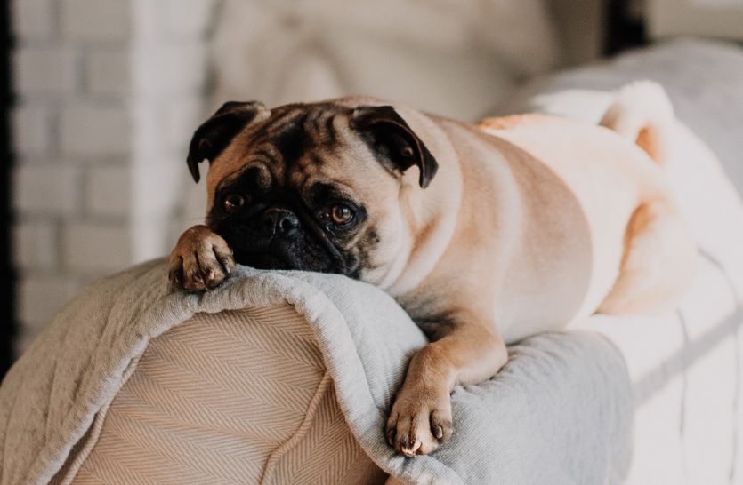 Dog laying on top of couch